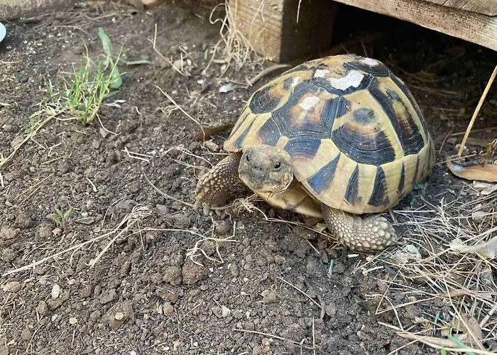 Pagar - With Hydromassage Pool, Pets Friendly