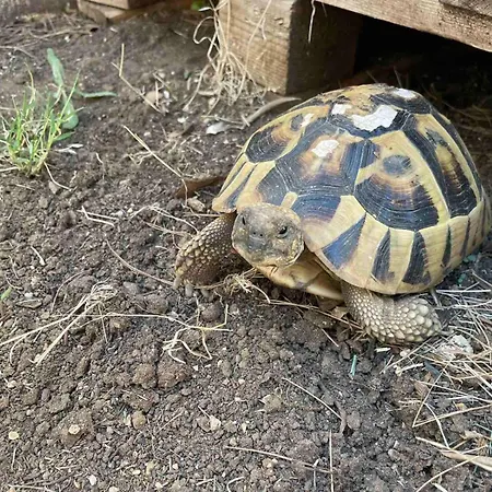 Pagar - With Hydromassage Pool, Pets Friendly